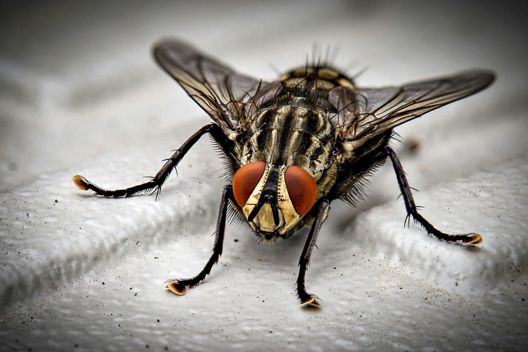 10 Pest Treatments Control Companies Will Use to Help You Handle Different Pests